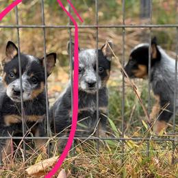 Girl 2 - Blue speckled female Australian Cattle Dog puppy in Amesbury, Massachusetts from Fox Hill Farm & K9