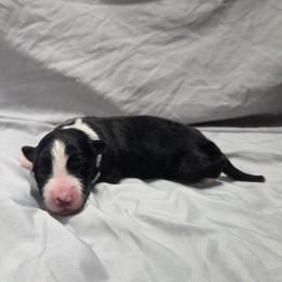 Finn - Black male Border Collie puppy in Gary, Indiana from Lake Ridge Border Collies