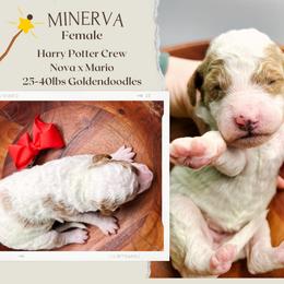 Minerva - Parti female Goldendoodle puppy in Hilton, New York from The House of Goldendoodle