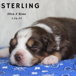Australian Shepherd, Miniature Australian Shepherd, and Toy Australian Shepherd Puppies from TK Standard, Mini, & Toy Aussies