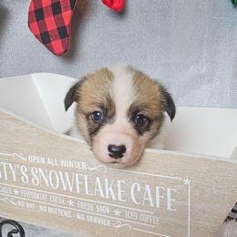 Cocoa- Docked tail - Red female Pembroke Welsh Corgi puppy in Deming, New Mexico from Dragon Ridge Corgis