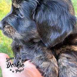 Companion Cross Puppies from Luna's Dorkie Pups