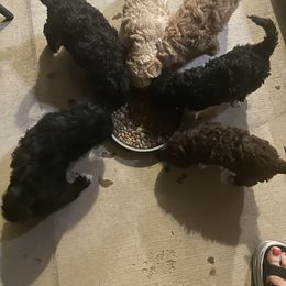 Labradoodle Puppies from Jazzy's Doodles