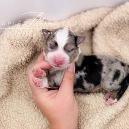 Boy 1 - Blue merle male Miniature Australian Shepherd puppy in Glen Rose, Texas from Maple Bloom Canine Co.