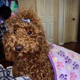 Barbra Jean mini poodle - Goldendoodle