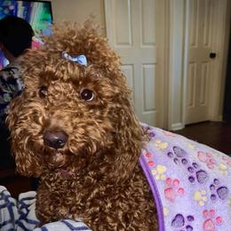 Barbra Jean mini poodle - Goldendoodle