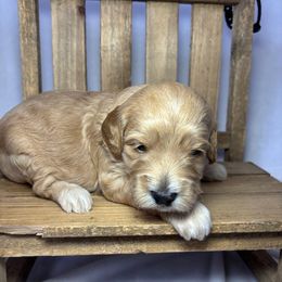Brew - Apricot male Goldendoodle puppy in Pleasant Prairie, Wisconsin from Prairie Doodle Dogs