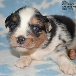 Buzz - Blue merle male Miniature Australian Shepherd puppy in Patterson, North Carolina from DreamLine Aussies