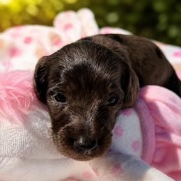 AKC - Zena - Dapple female Dachshund puppy in Omaha, Nebraska from Colorful Dachshunds