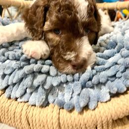 Bambi - Parti female Poodle puppy in Stuart, Florida from AKC/Excellent + Good OFA Sweet Delightful Poodles