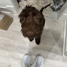 Goldendoodle All Grown Up from Twilight Doodles