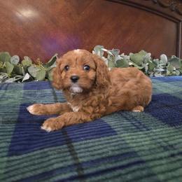 Jesse - Red female Cavapoo puppy in Copan, Oklahoma from Tatums cavapoos