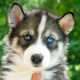 Firefly - Agouti and white female Siberian Husky puppy in Knoxville, Tennessee from The Siberian Empire