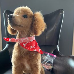 Toffee - Poodle