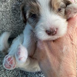 Pink - Chocolate merle female Bernedoodle puppy in Curtice, Ohio from The Pink Doghouse