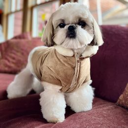 Poodle and Shih Tzu Puppies from Heritage Toy Poodles & Hallmark Jolei Shih Tzus