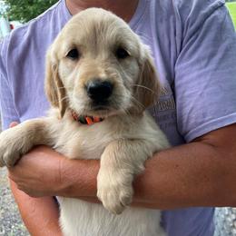 Orange - Golden female Golden Retriever puppy in Mount Carmel, Tennessee from HS Goldens