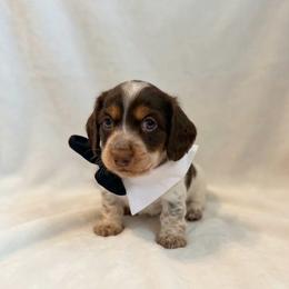 Cocoa - Piebald male Dachshund puppy in Benwood, West Virginia from Royal Roads Miniature Dachshunds