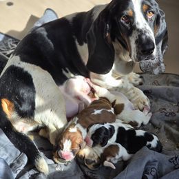 Harper - Basset Hound