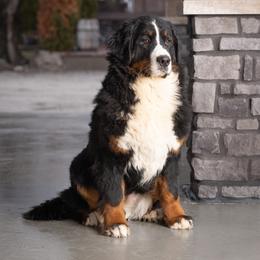 Lilly - Bernedoodle