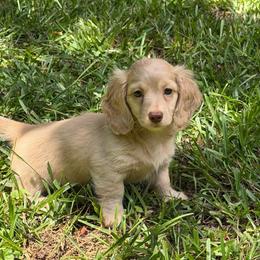 Girl 2 - Cream female Dachshund puppy in Lancaster, South Carolina from Oakview Kennels