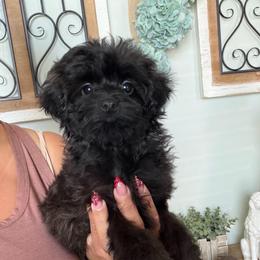 Lady Ellie - Black female Maltipoo puppy in Southern,, California from Maltipoo Tiny Pups & More