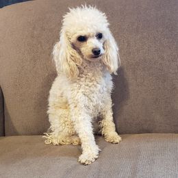 Vivi - Poodle