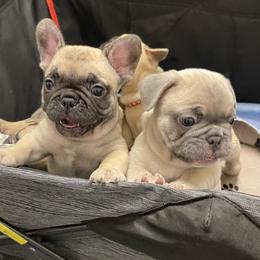 French Bulldog Puppies from Fabi's French Bulldogs