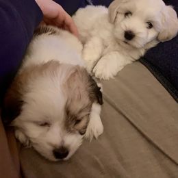 Coton de Tulear Puppies from Catawba Cotons