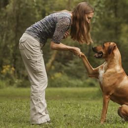 Rhodesian Ridgebacks from Evolution Rhodesian Ridgebacks