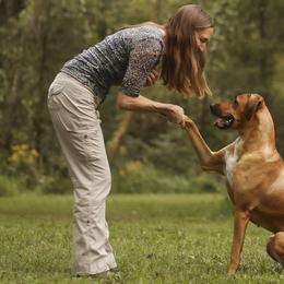 Rhodesian Ridgebacks from Evolution Rhodesian Ridgebacks