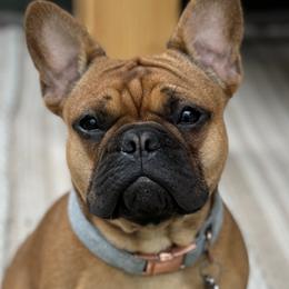 Boba - French Bulldog