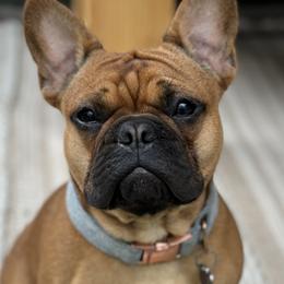 Boba - French Bulldog