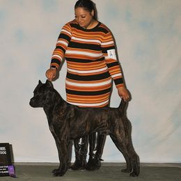 Murtagh - Cane Corso