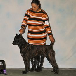 Murtagh - Cane Corso