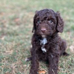 Pecan - Chocolate male Goldendoodle puppy in Wharton, Texas from Little Fur Friends