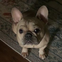 Fiona - French Bulldog