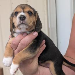 Kahlua - Black tan and white female Beagle puppy in Baltimore, Maryland from Country Acres Farm