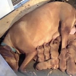 Male 1 - Golden rust male Vizsla puppy in Dugspur, Virginia from Pilgrims Trails Shorthairs