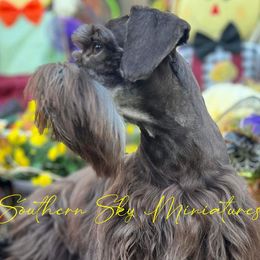 Bunni - Miniature Schnauzer