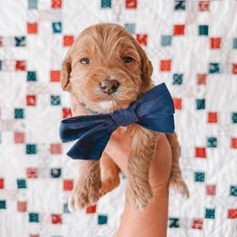 Jefferson (Black Collar) - Red  male Goldendoodle puppy in Beaverton, Oregon from Henry Elliots