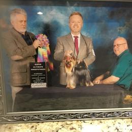 Yorkshire Terrier Puppies from Yorkie Show Dogs