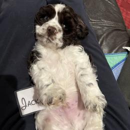 Jack Jack - Brown and white male Cocker Spaniel puppy in San Jose, California from Kathleen's Cocker Spaniels