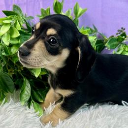 Jade - Black and cream female Dachshund puppy in Mesquite, Texas from AB Dachshund