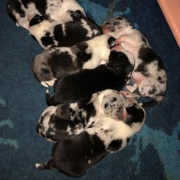 Cardigan Welsh Corgi Puppies from Heart & Soul Corgis