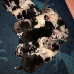 Cardigan Welsh Corgi Puppies from Heart & Soul Corgis