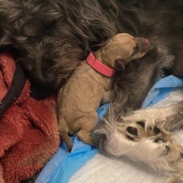 Schnoodle Puppies from Noodle Tings Puppies