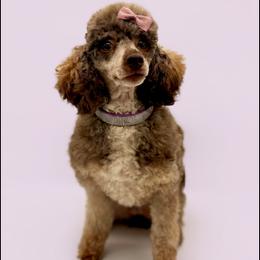 Poodle puppies from Miranda’s Sunshine Poodles and Doodles