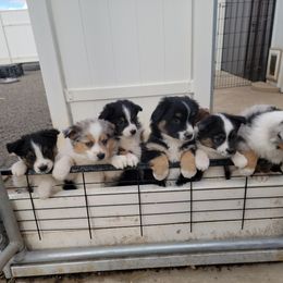 Australian Shepherds and Miniature Australian Shepherds from KMooreAussies