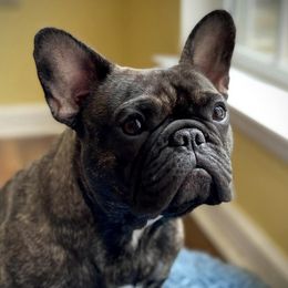 French Bulldogs from South Peach Frenchies